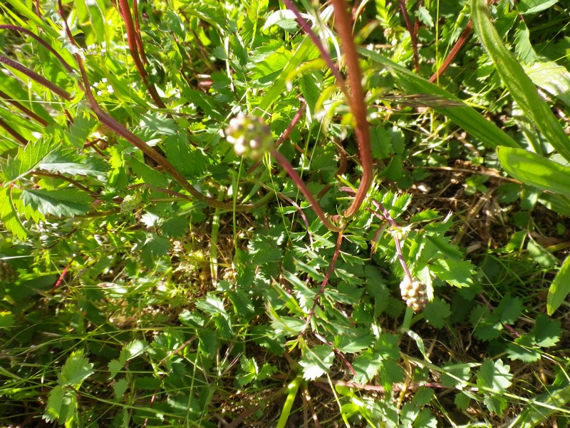 Nel prato col gambo rosso - Sanguisorba minor Scop.